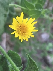 Heterotheca subaxillaris subaxillaris