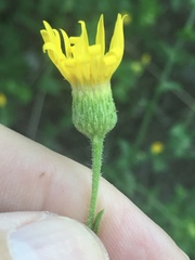 Heterotheca subaxillaris subaxillaris