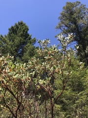 Arctostaphylos hispidula