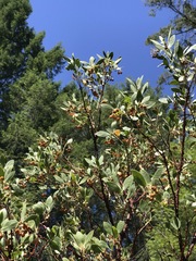 Arctostaphylos hispidula