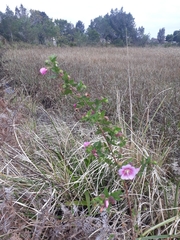 Anisodontea scabrosa