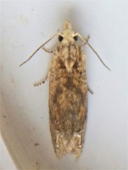 Eucosma ochrocephala