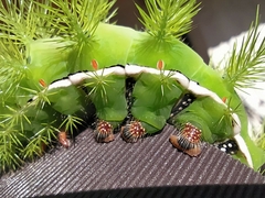 Automeris coresus