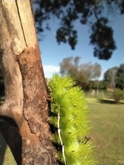 Automeris coresus