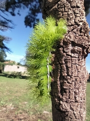 Automeris coresus
