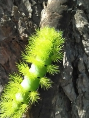 Automeris coresus