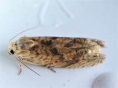 Eucosma ochrocephala