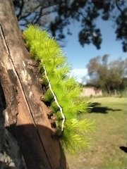 Automeris coresus