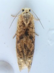 Eucosma ochrocephala