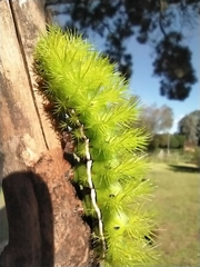 Automeris coresus