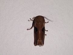 Prolimacodes triangulifera