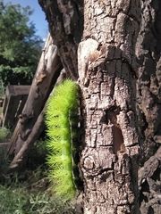 Automeris coresus