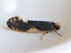 Monopis spilotella