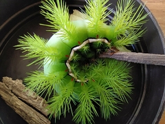 Automeris coresus
