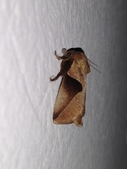 Prolimacodes triangulifera