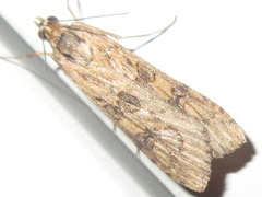 Nomophila noctuella