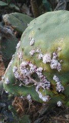 Dactylopius confusus