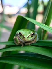 Hyla japonica