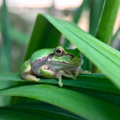 Hyla japonica