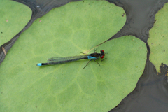 Erythromma najas humerale