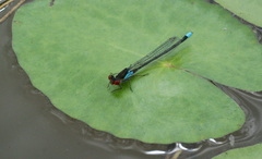 Erythromma najas humerale