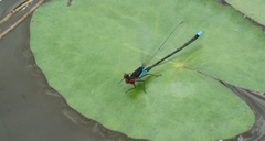 Erythromma najas humerale