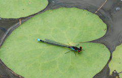 Erythromma najas humerale