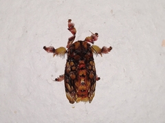 Phobetron hipparchia