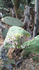 Dactylopius confusus