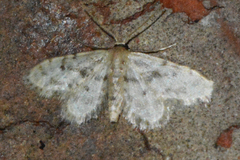Idaea bonifata