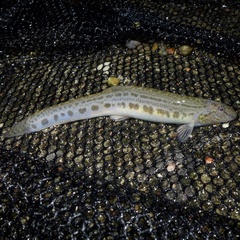 Cobitis taenia