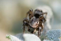 Habronattus formosus