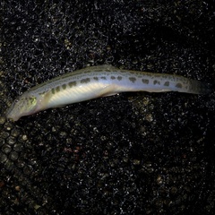 Cobitis taenia