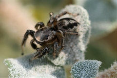 Habronattus formosus