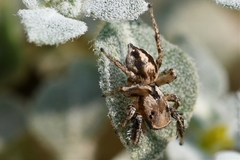 Habronattus formosus