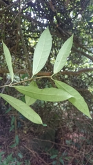 Anodendron
