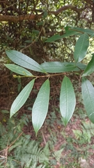 Anodendron
