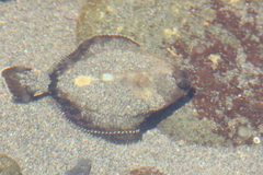 Pleuronichthys coenosus