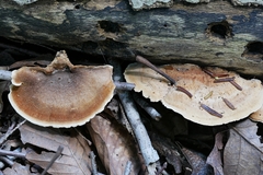 Metuloidea reniformis