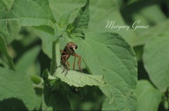 Dasypogoninae
