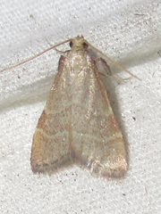 Arta epicoenalis