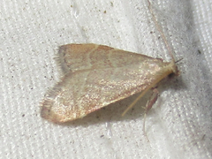 Arta epicoenalis