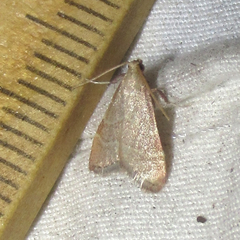Arta epicoenalis