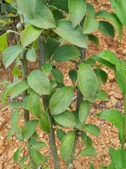 Ilex aculeolata