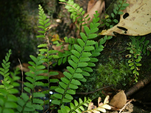 Image of Osmolindsaea odorata by (c) Jacy Chen, some rights reserved (CC BY)