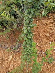 Ilex aculeolata