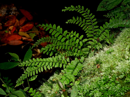 Image of Osmolindsaea odorata by (c) Jacy Chen, some rights reserved (CC BY)