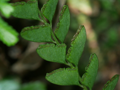 Image of Osmolindsaea odorata by (c) Jacy Chen, some rights reserved (CC BY)