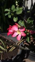 Adenium obesum