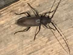 Enaphalodes hispicornis